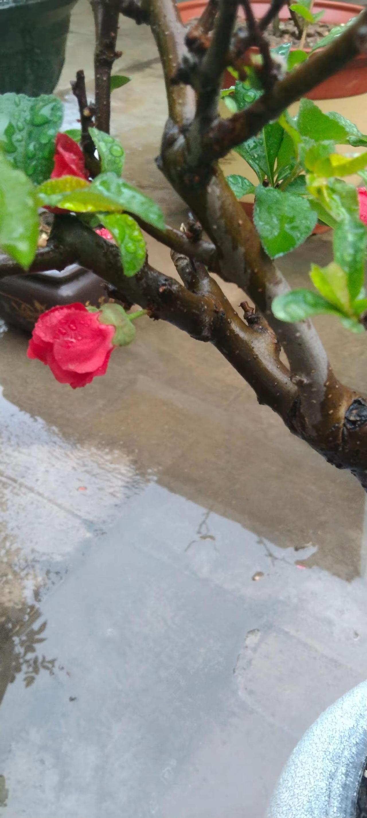 这就是所谓的梅开二度吧？第一次爆花已过。