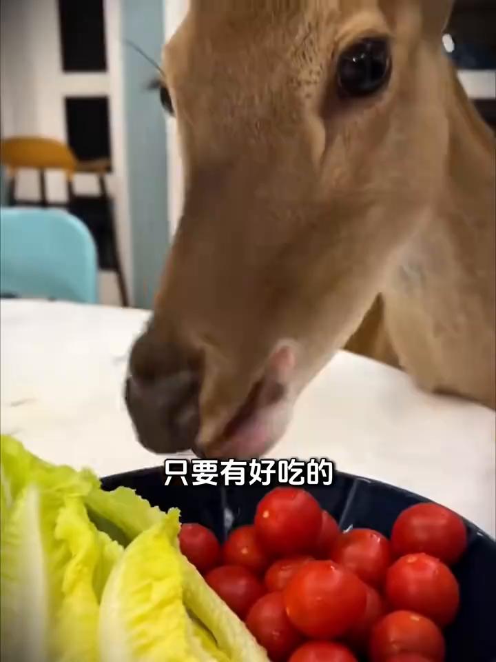 男子救助了一只刚出生的小鹿，小鹿用特殊的方式报恩。
注意看，这是监控下记录的真实