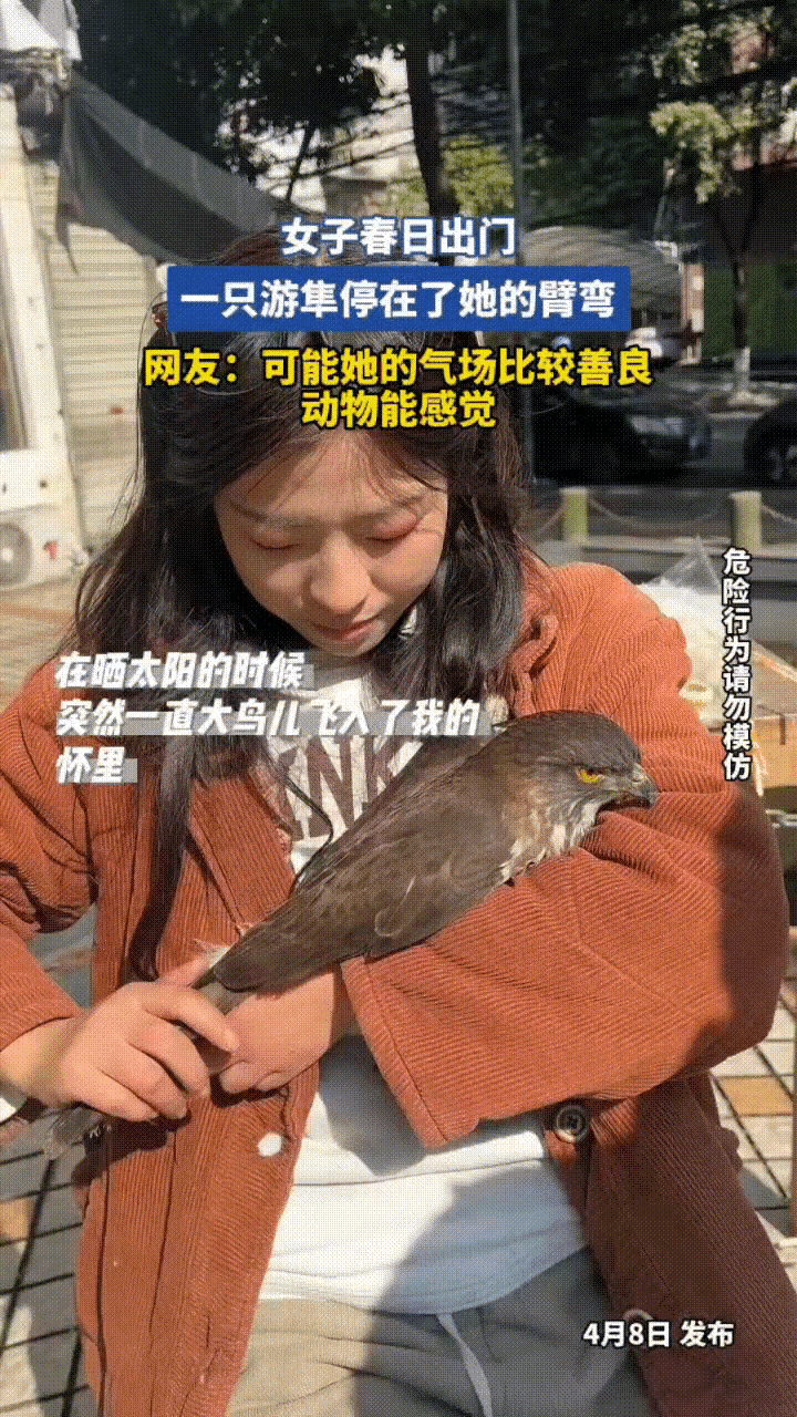 春日奇缘！游隼主动投怀送抱，女子含泪放飞：你若安好，不必为我停留！

春日的暖阳