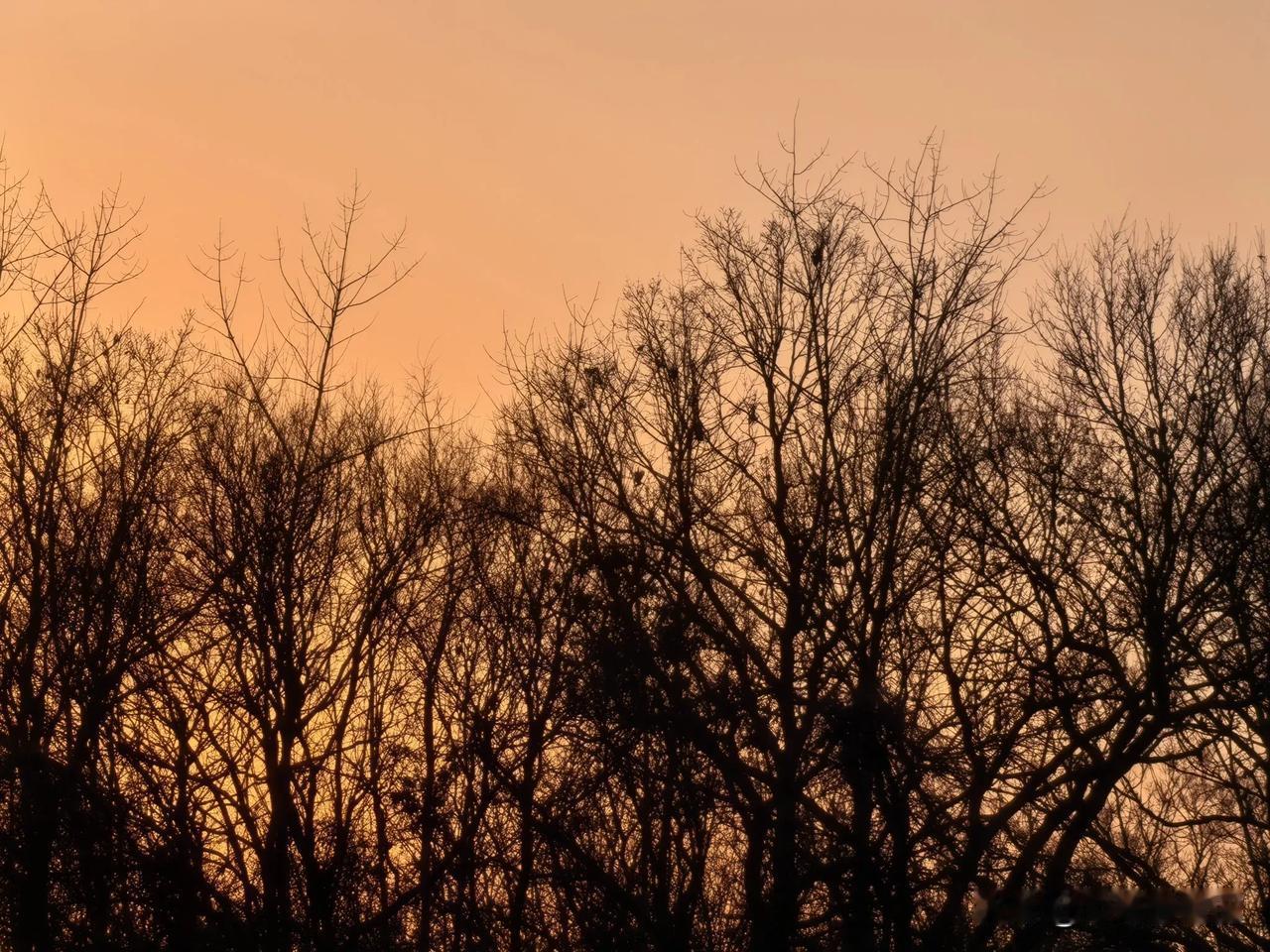 夕阳西下，树林黄昏是极美的画面。就像在龙王山的树林，夕阳下海鸟类乐园都被余晖笼罩