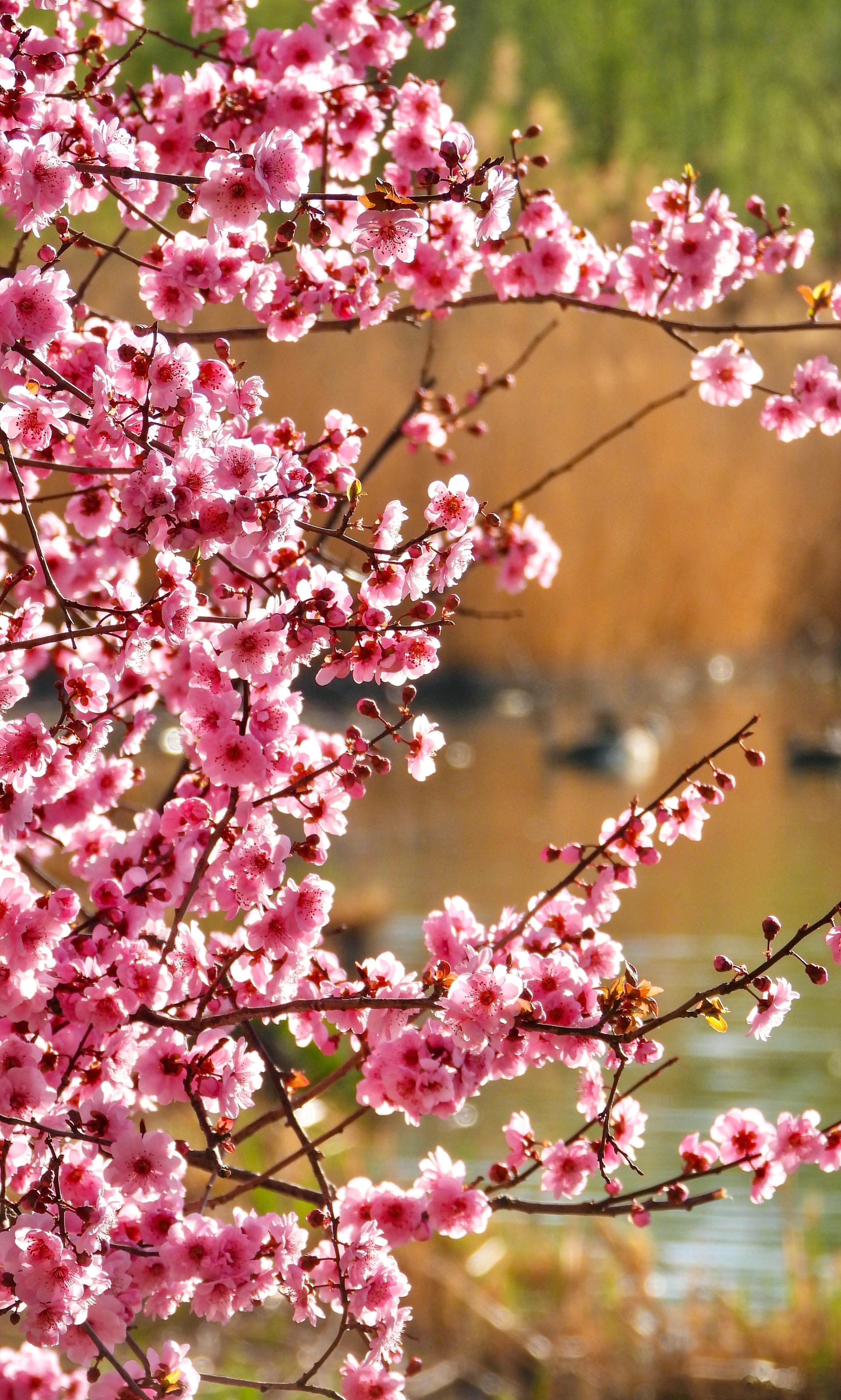 【奥林匹克森林公园 海棠花溪】奥森春事晚，水畔海棠稠。粉雪覆危石，红妆照浅流。衣