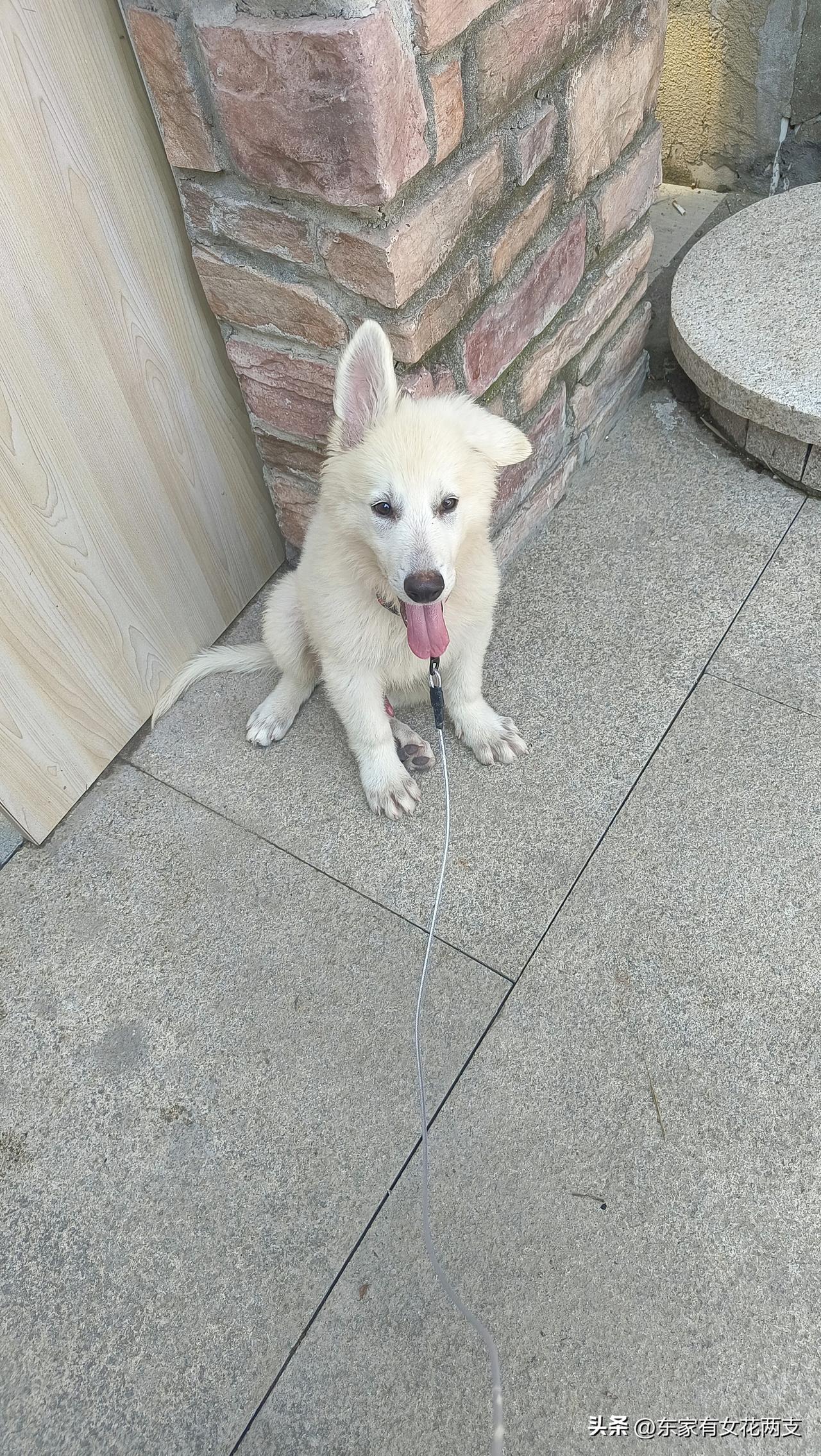 这是什么品种的狗🐶？一只耳朵立着，一只耳朵耷拉着！得多少钱？狗 狗狗