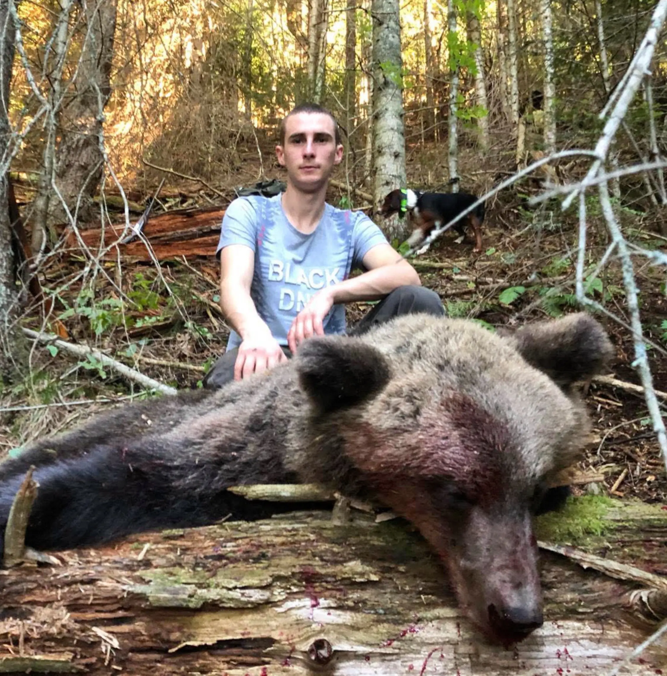 巴尔干三色猎犬狩猎熊。