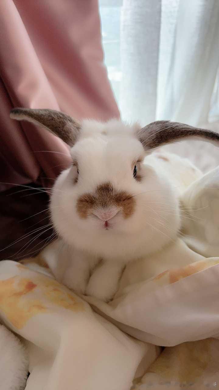 13661🐇【小胡】像个小猪头 