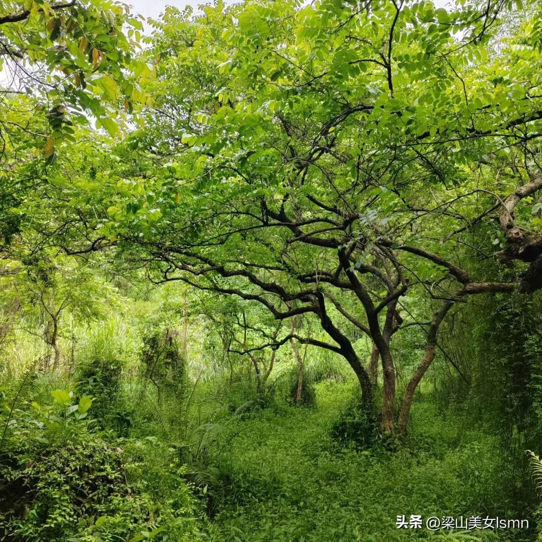 绿水青山就是金山银山！3月21号是国际森林日，目前我国森林面积达36.14亿亩，