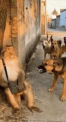 这场仗打得有点看不懂，伊朗打铁还需自身硬，他在过去的十几年了邻居都看不起它，就连