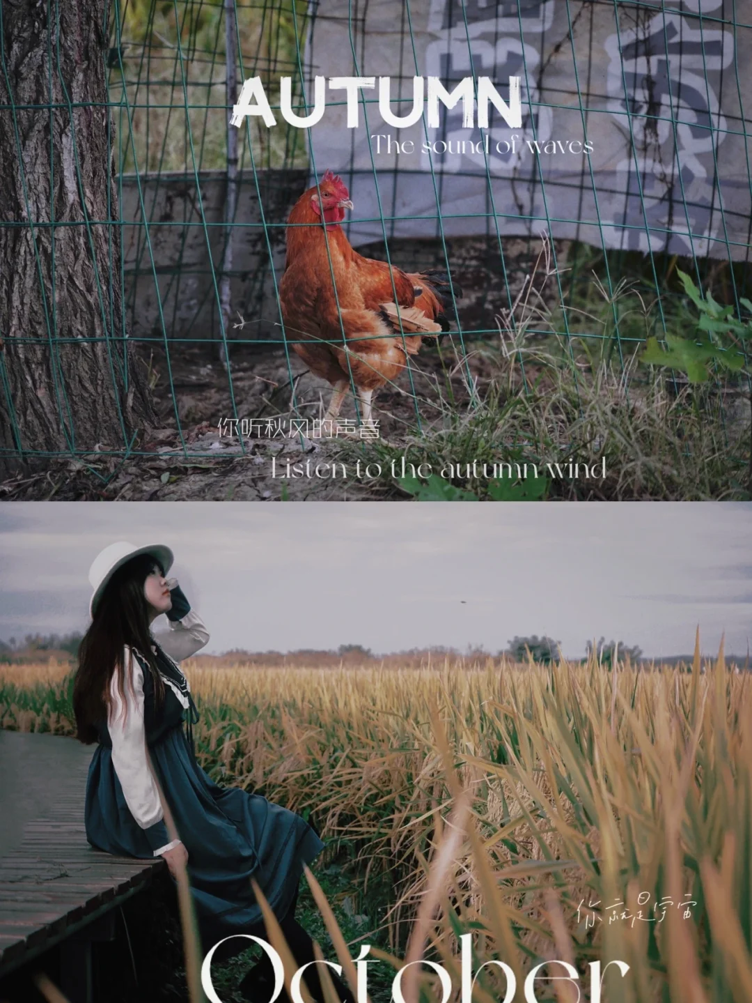 成都金堂小众田园｜稻田、芦苇、晚霞，美如诗画