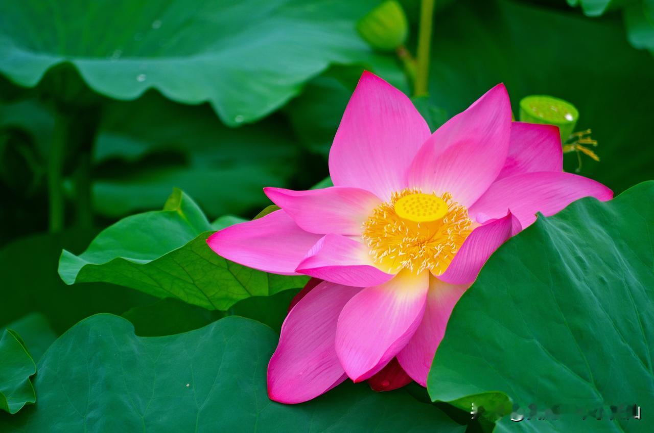 #你认为马拉松对个人健康有何影响?#
我从小就知道有马拉松这个项目，并且知道马拉