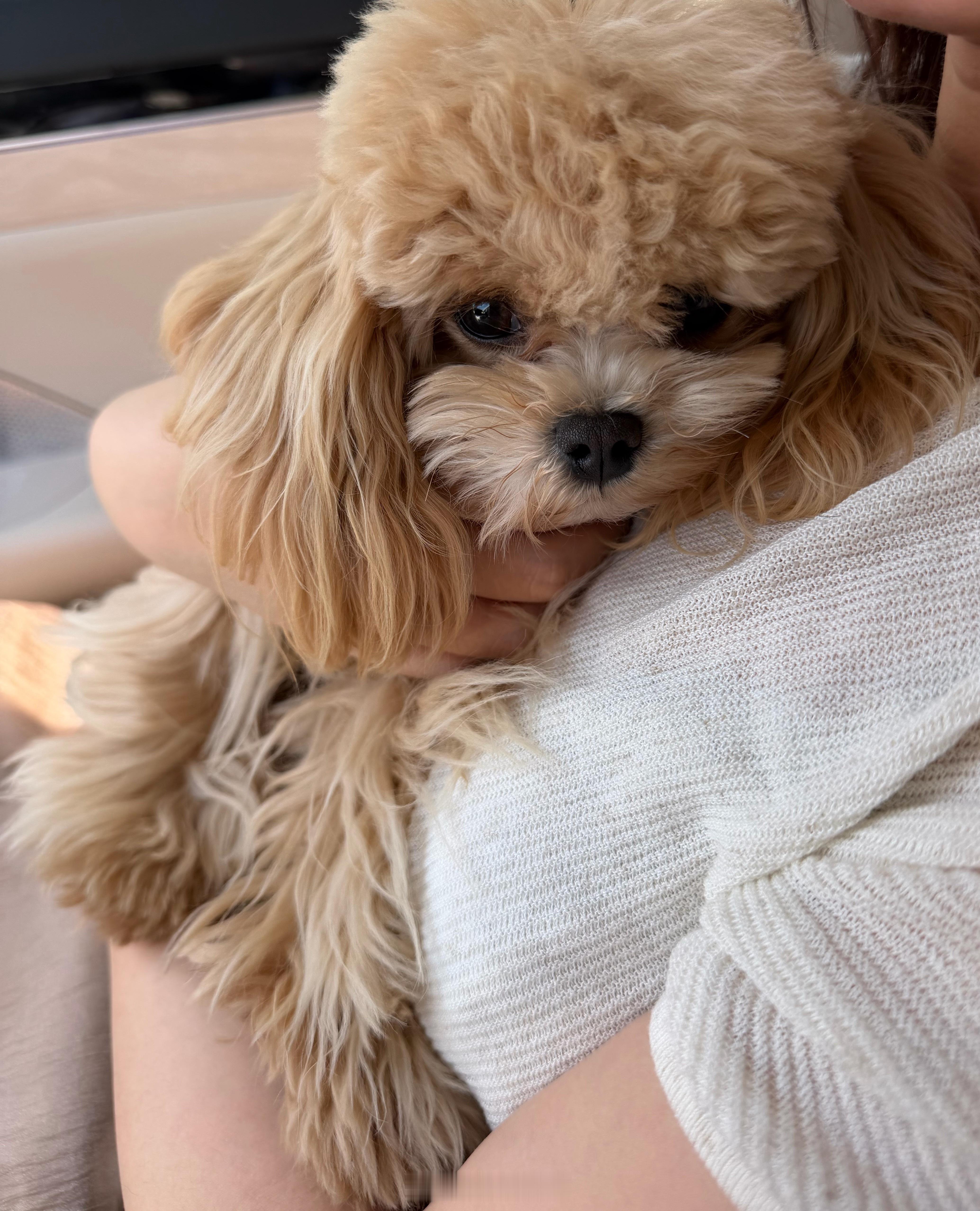 打完针的闪总be like一朵柔弱的白莲花哈哈哈哈在医生面前不敢大声，一上车就开