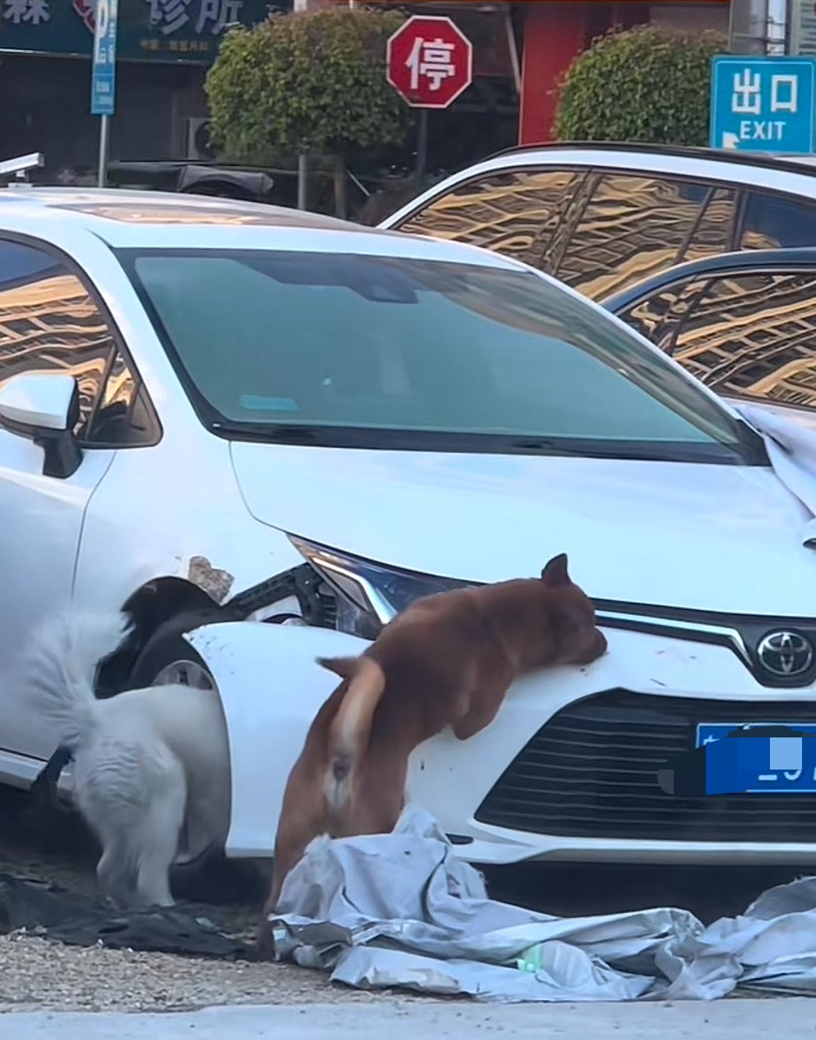 狗竟然连汽车都敢拆…

网上看见一个视频，几条狗正在疯狂撕咬一辆汽车的前杠、轮眉
