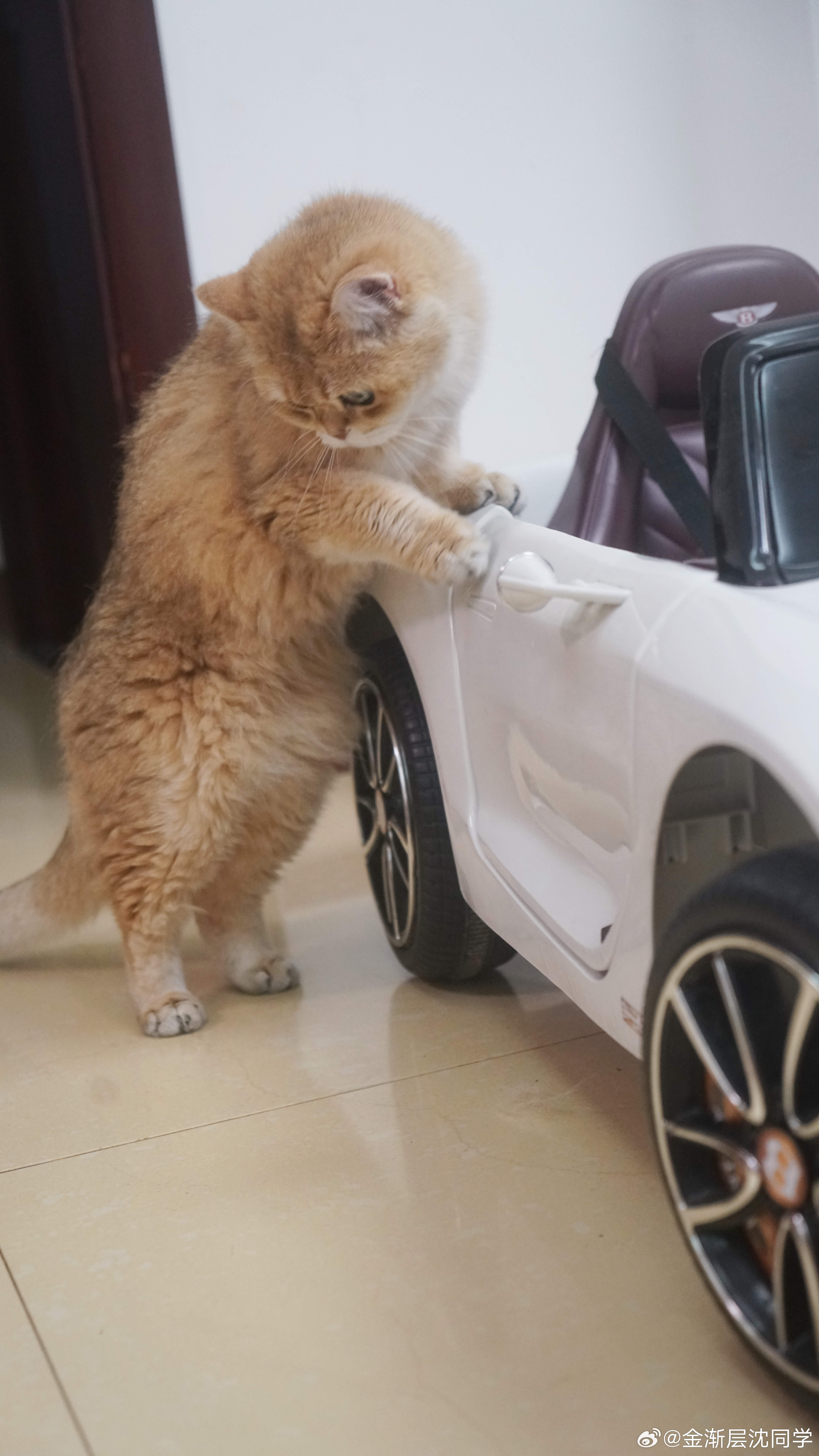 鸡腿猫准备带UU去兜风萌宠猫咪