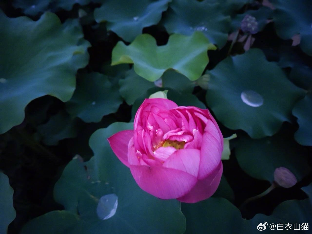 为什么病人在全麻手术前，我要让他刷好刷干净牙和舌头？朋友的老爸明天要做全麻手术，