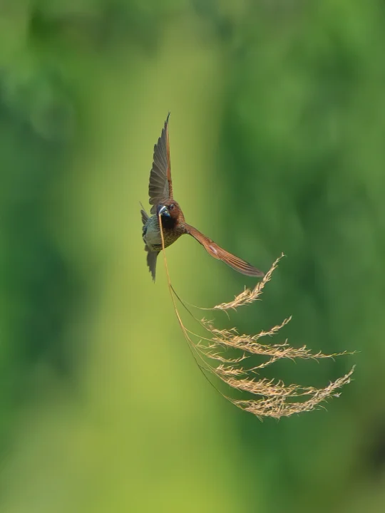 抓不住了抓不住了
