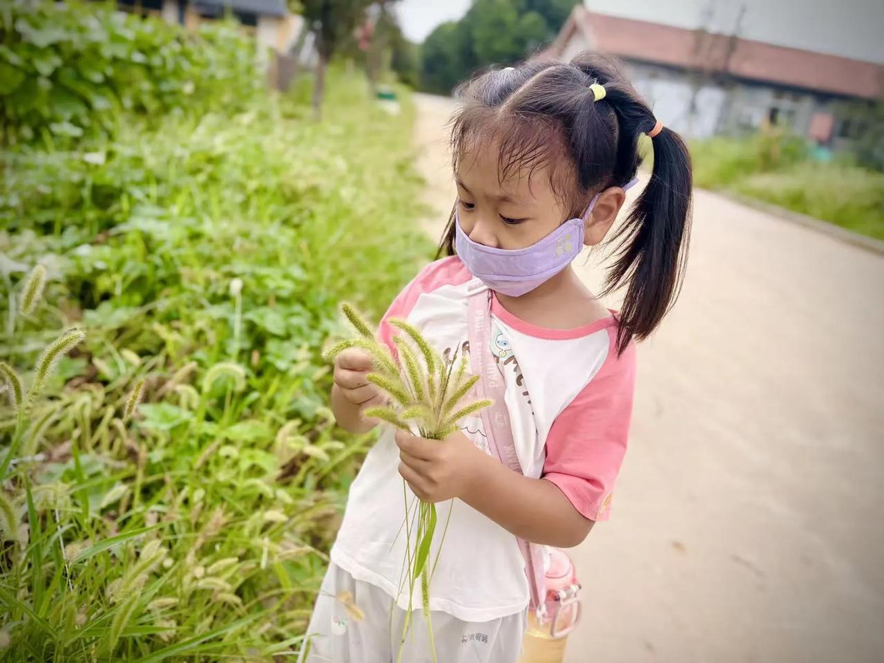 户外探索时，幼儿园的孩子们对老鼠草情有独钟。草丛里毛茸茸的小草带着细密白绒，触感