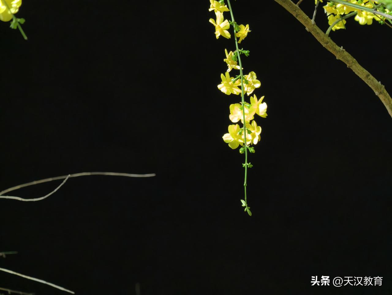 夜晚的黄色花朵，静静绽放，美得令人心动。🌸✨
