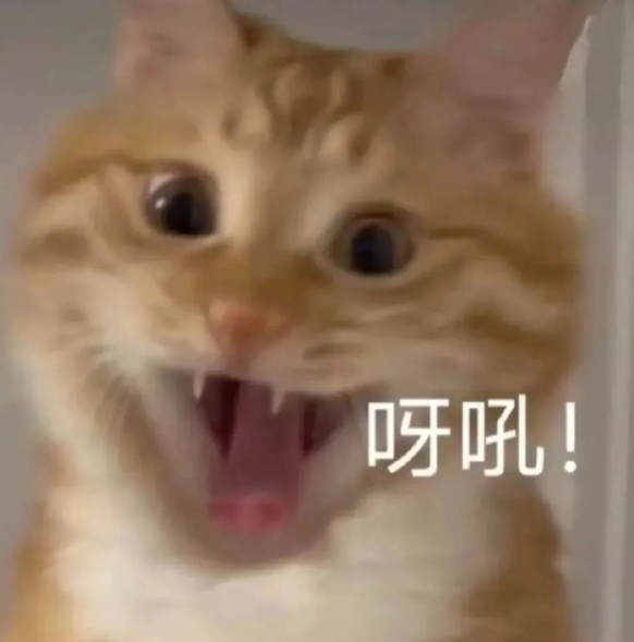 ip 变！