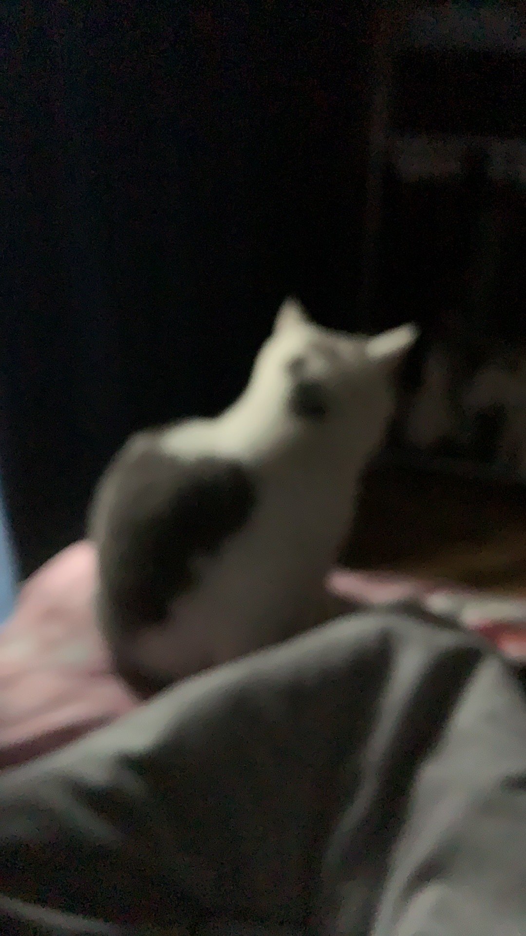 ₍₍ ◝(●˙꒳˙●)◜⚘₎₎ ​​​