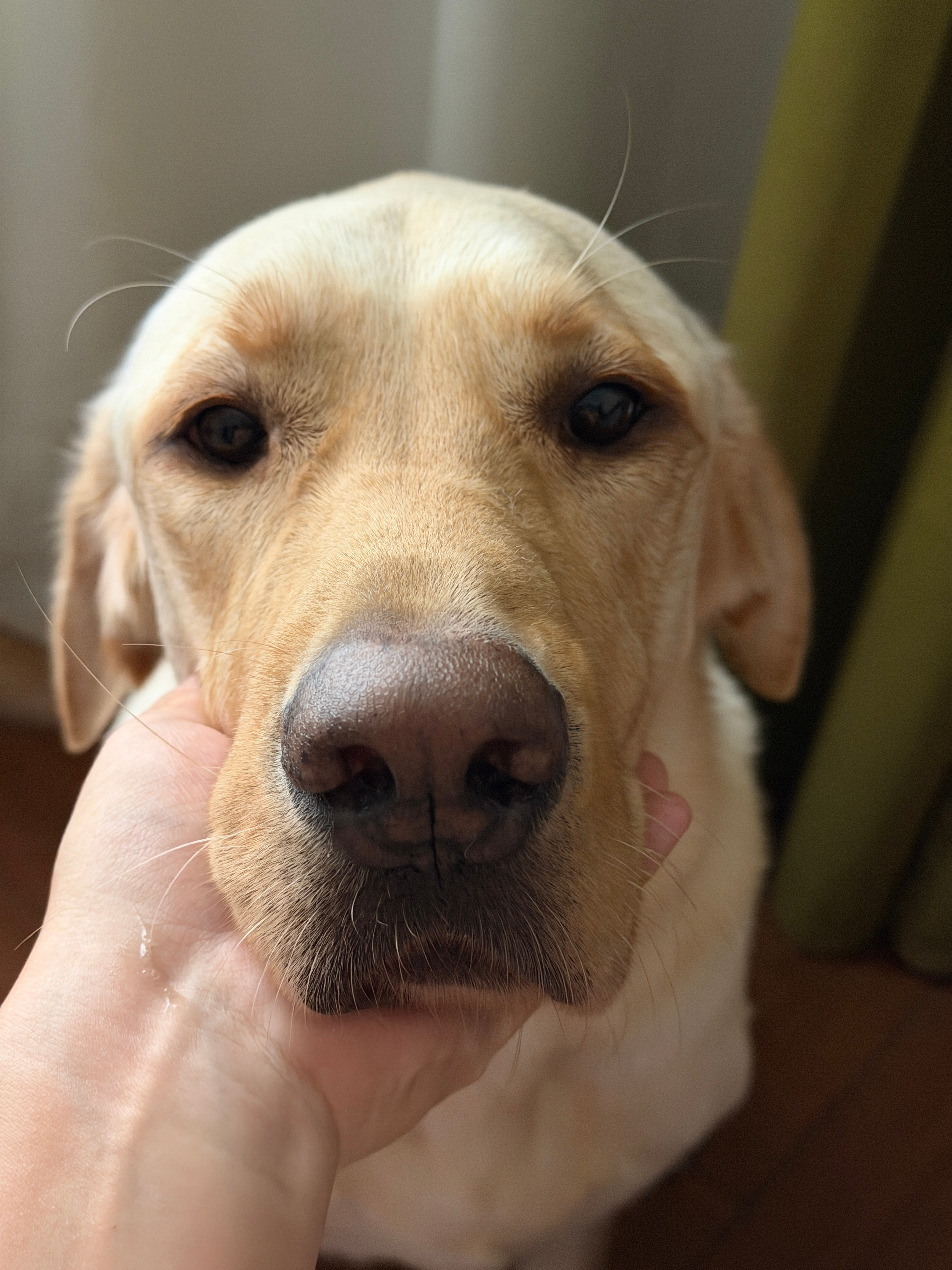 早昨儿给狗爷洗了个澡，接回来了早上睡回笼觉，搂了一会香喷喷暖呼呼的，真好，都不用