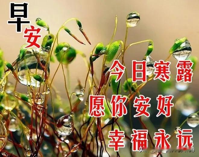 今日是2024年10月8日，寒露，农历九月初六，星期二，寒露到，祝福送，㊗️愿朋