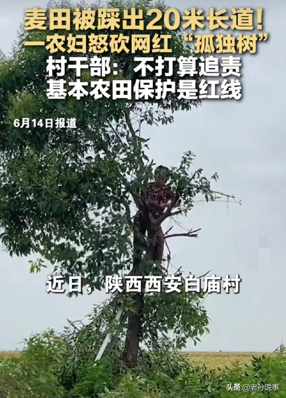 6月14日，红星新闻报道，陕西西安白庙村一位67岁农妇梁婶，因自家麦田被网红打卡
