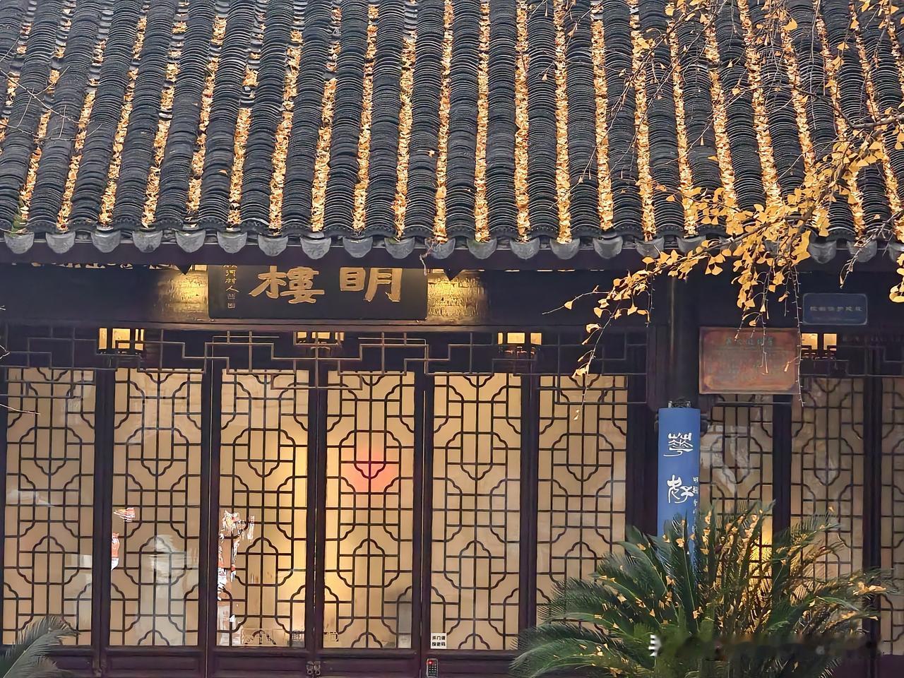 随手一拍都是电影感——阳光从叶片缝隙漏下，在地上绘出斑驳光影。扇形叶片打着旋儿飘