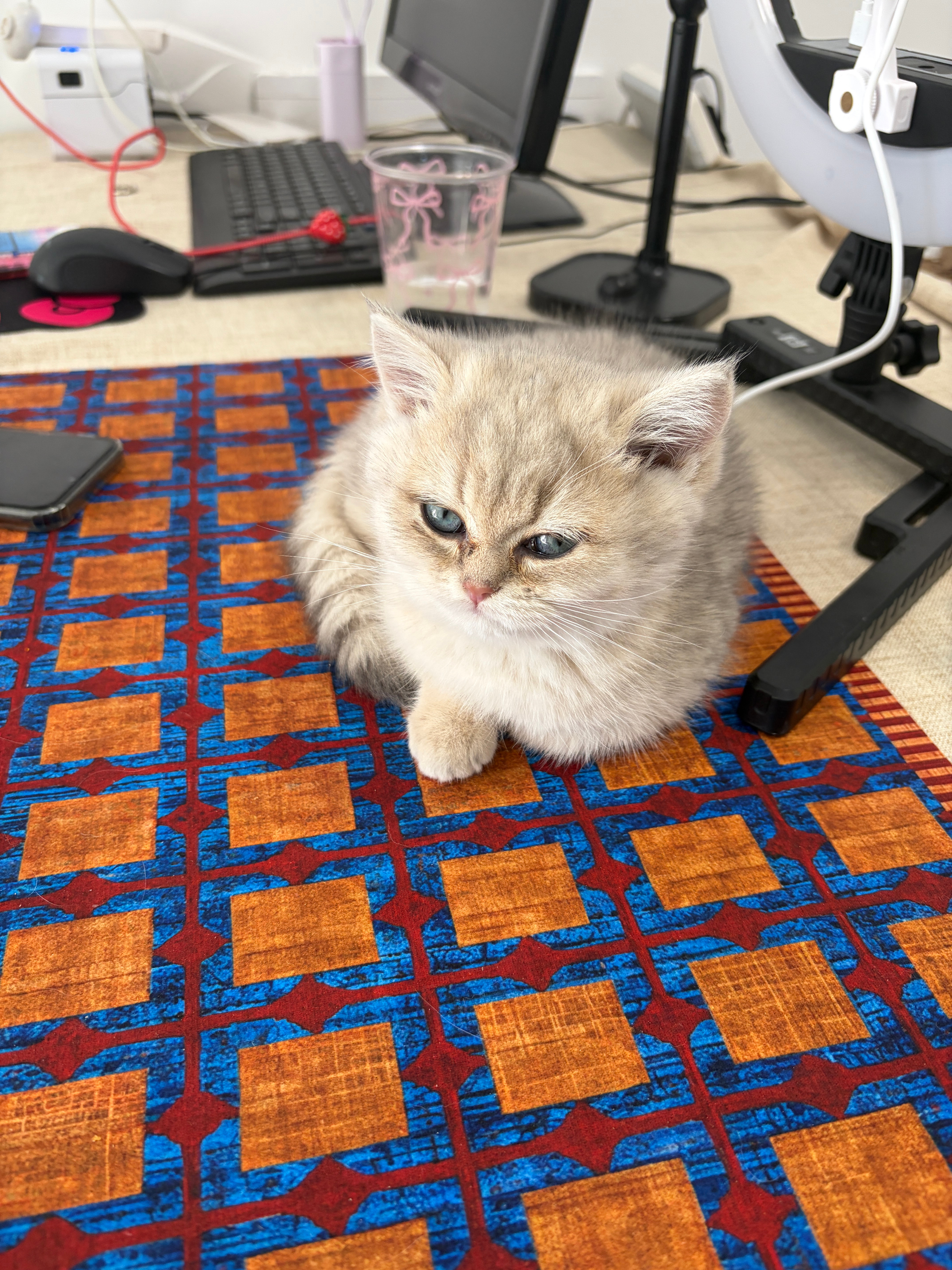 试问谁能受得了如此萌物！[融化] ​​​