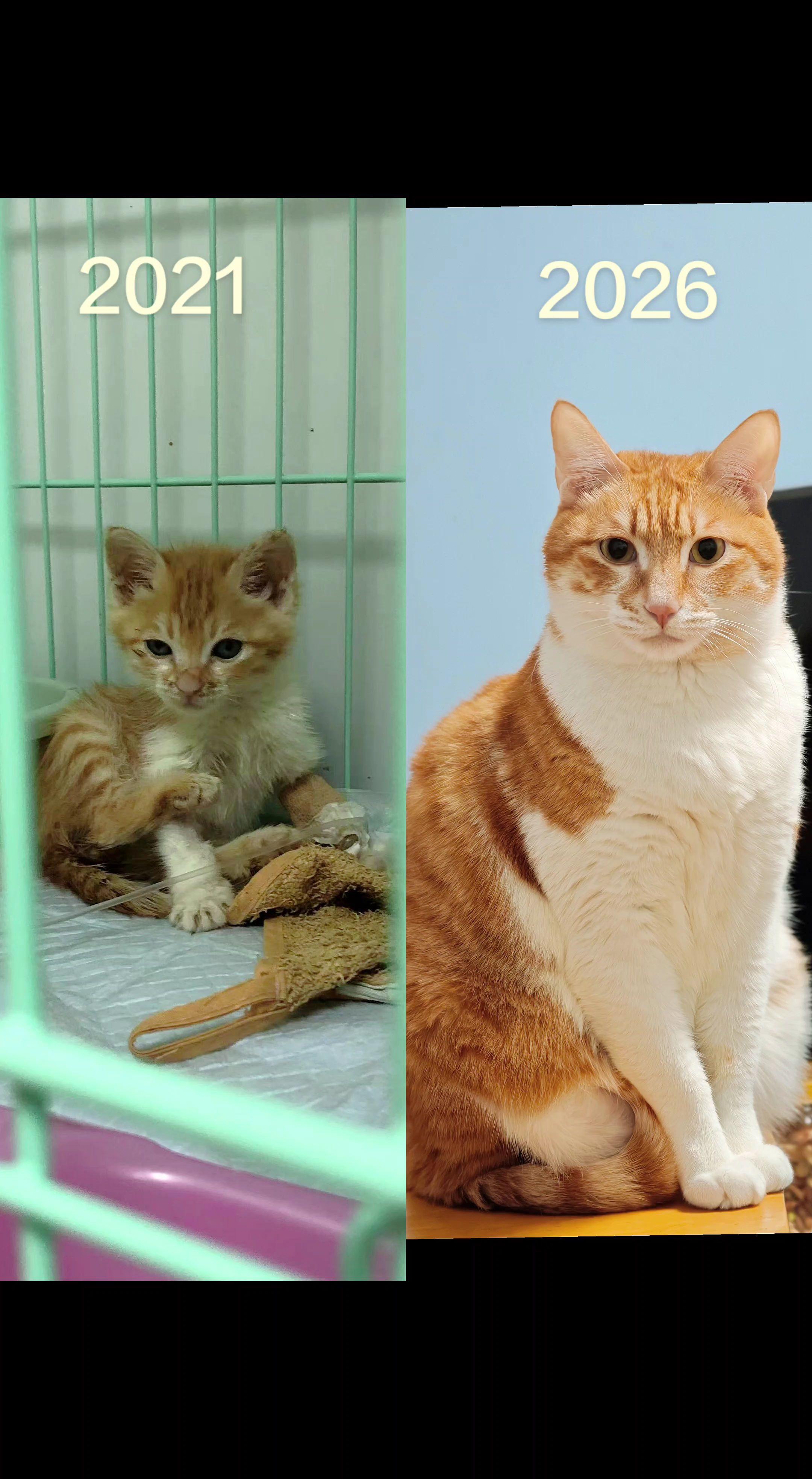 你们都把捡来的猫养成什么样了？时光匆匆从不言，还有几分像从前！