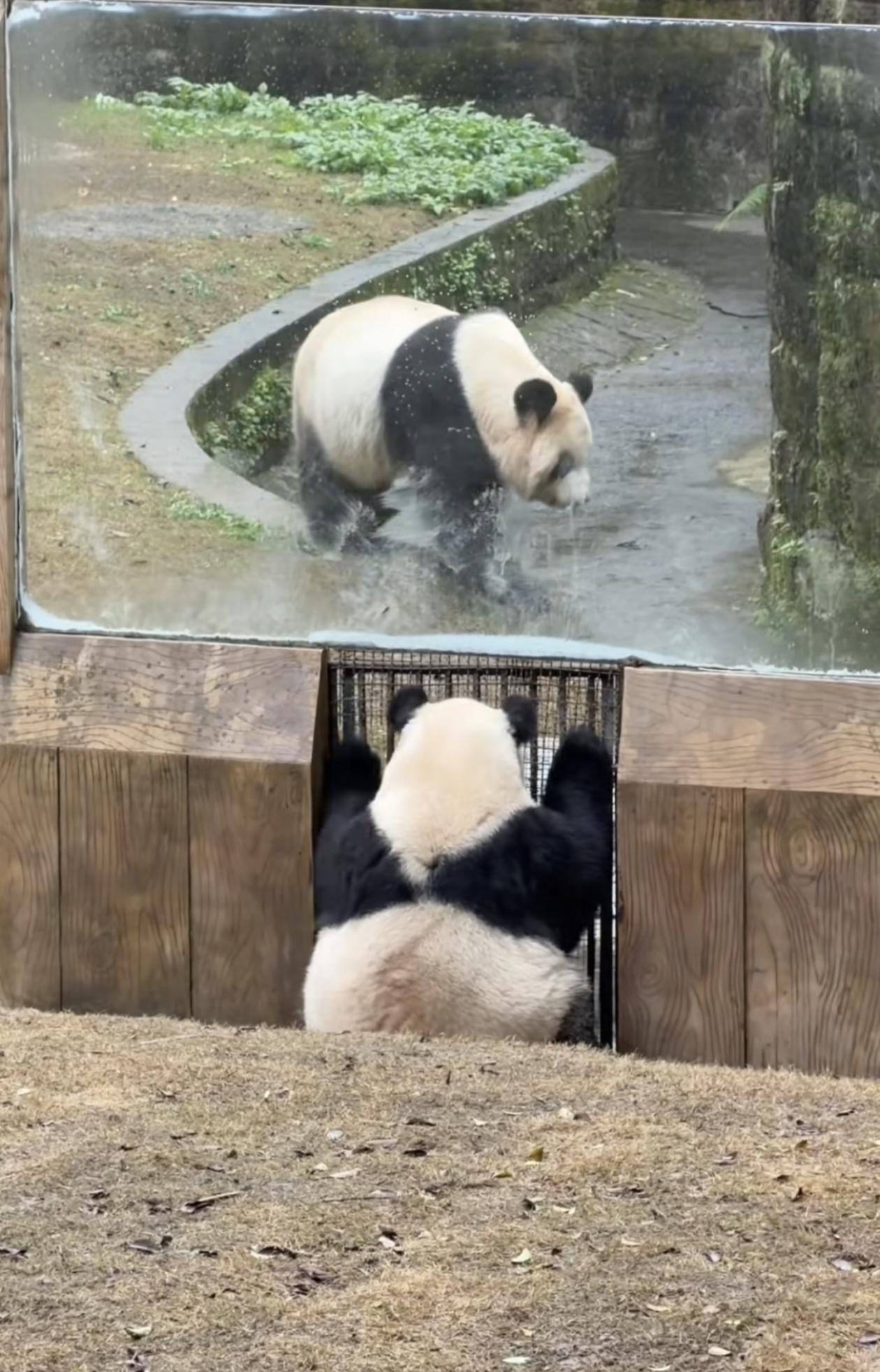 母子再重逢已是两年了，这几天渝可化身望妈崽，就这样望向妈妈二顺，看着鼻子酸酸的！