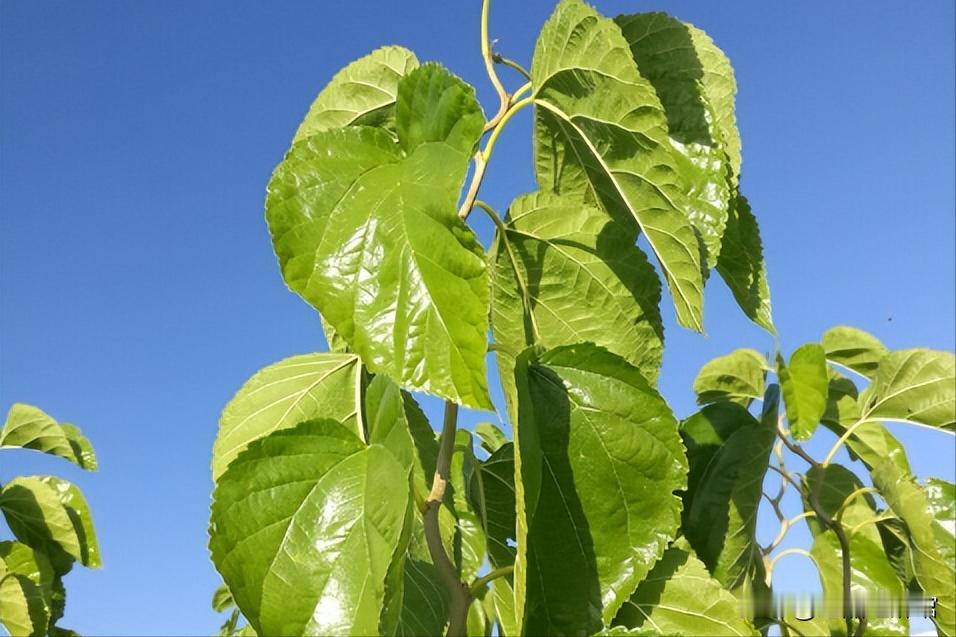 探索有机肥料和生物覆盖物对桑树生长的影响。

在当今农业实践中，土壤健康管理是确