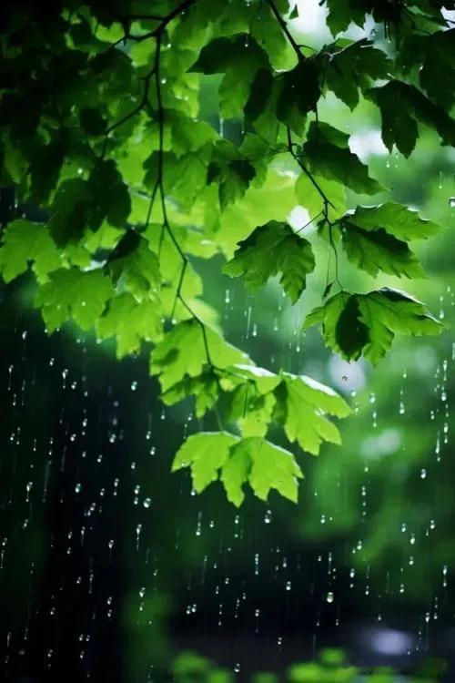 昨夜下了一夜的雨，今天也一直在下，而且还不小。母亲说，这回可下透了。透是透了，可