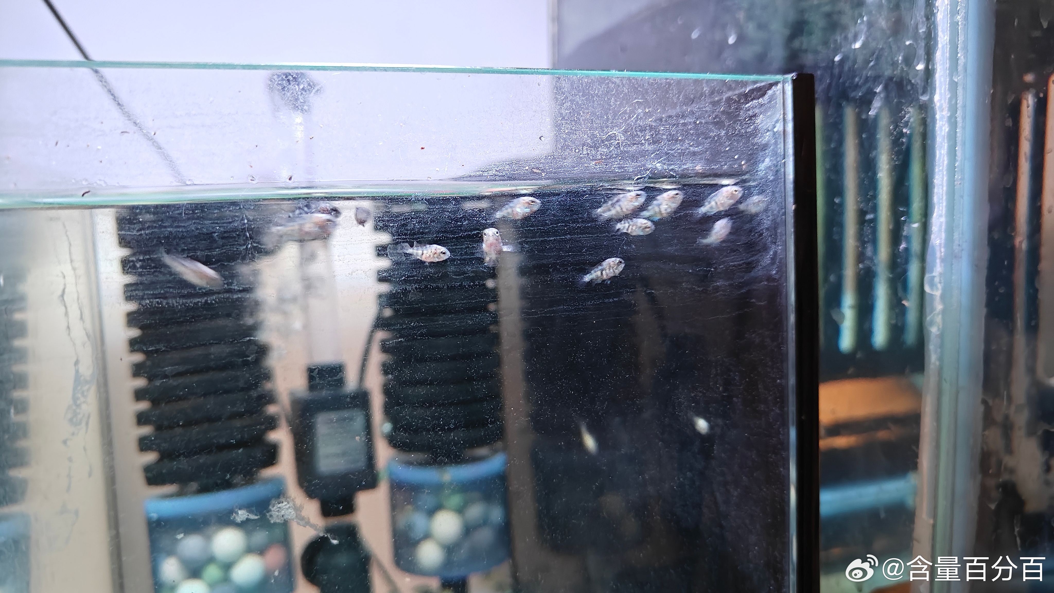 鱼迷你鹦鹉鱼 好消息二胎爸妈把留给它们的6条鱼苗全部养大，坏消息是忘记开过滤鱼爸