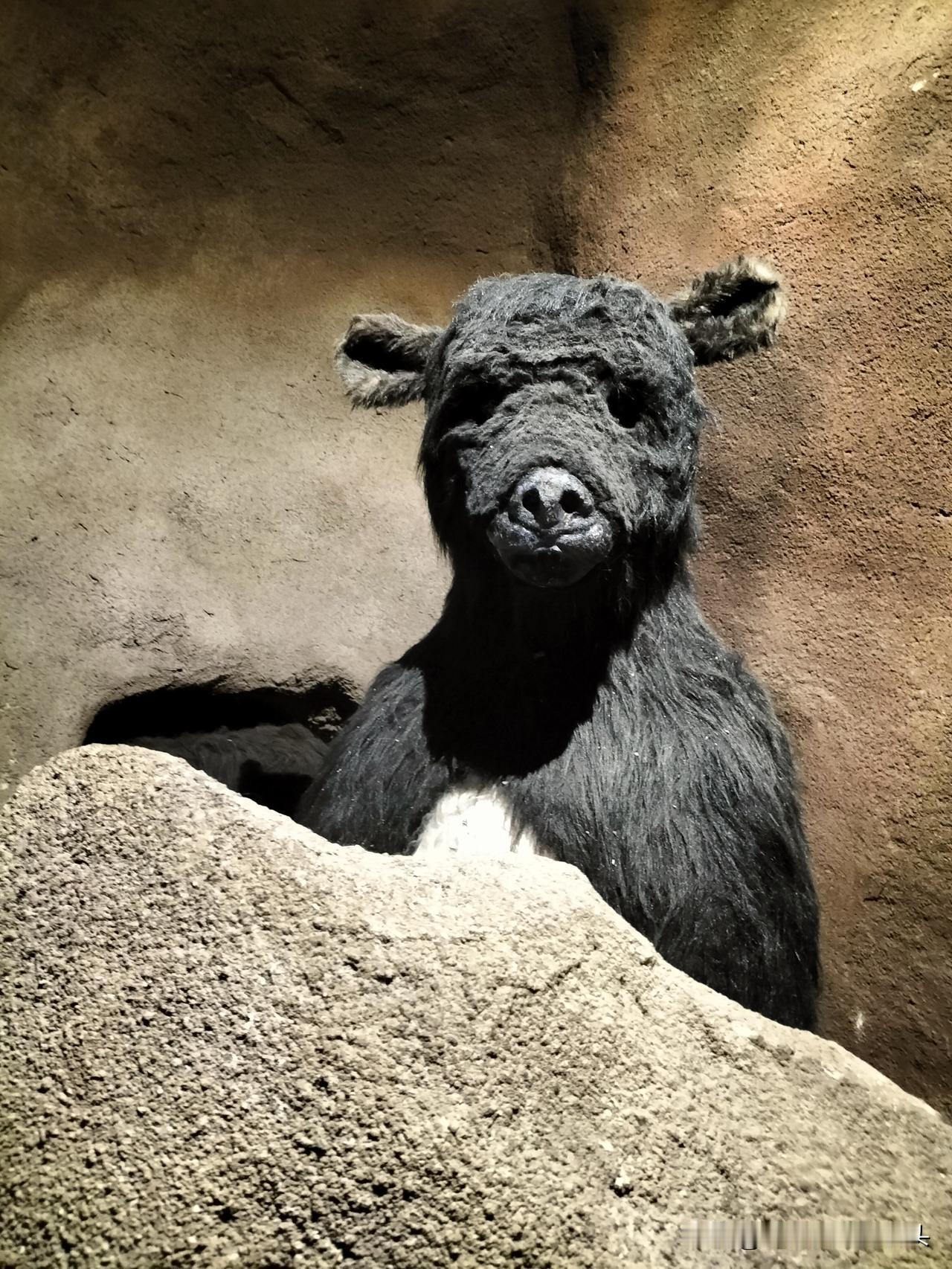 大庆博物馆的埋汰熊你看到了吗？