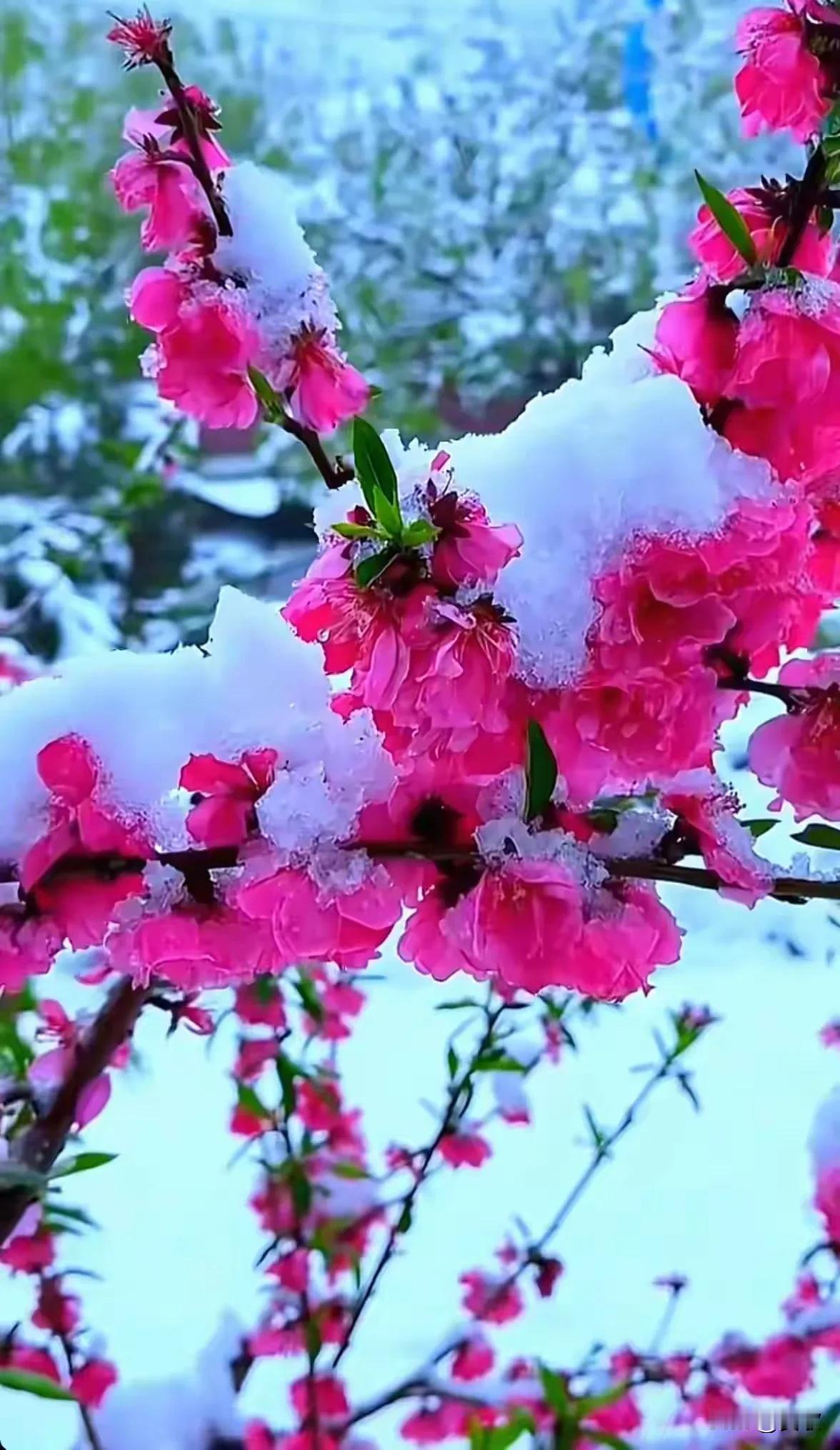 上联:水润兰姿雾锁谷
下联:月映梅魂雪漫山
横批:清幽雅韵