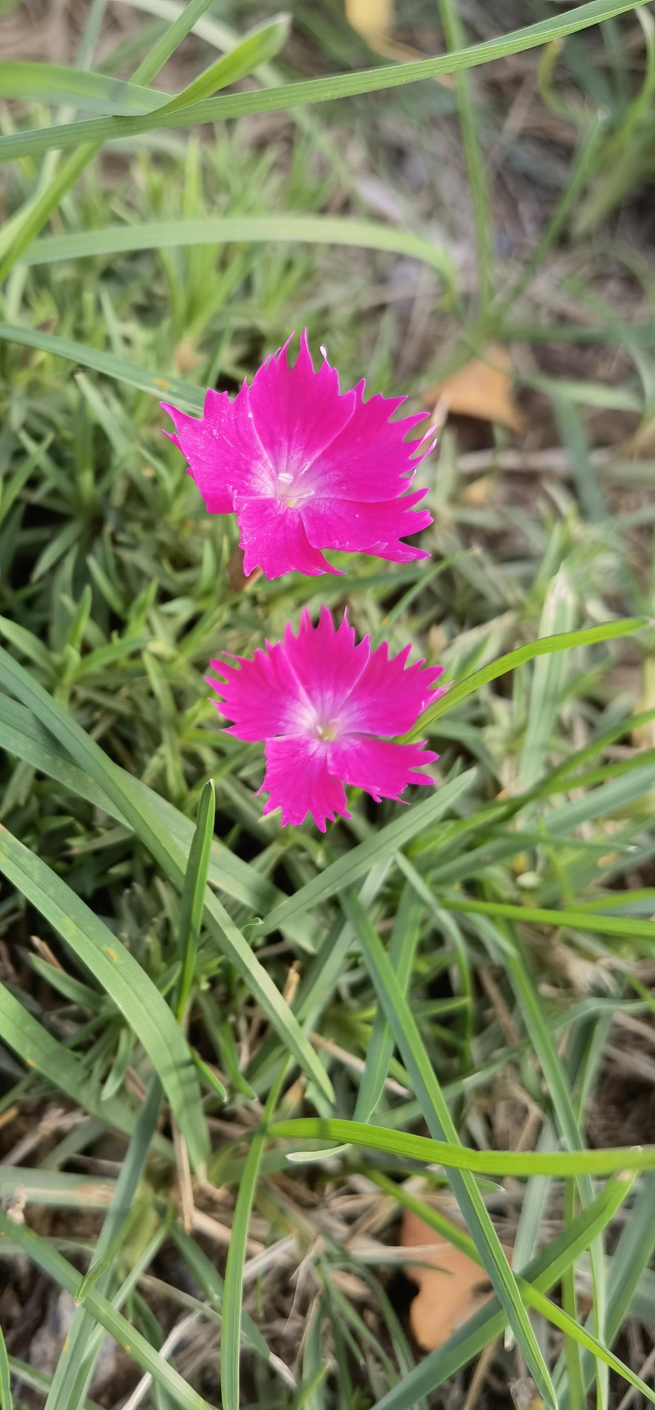 可怜的小草，可怜的花。
晚秋时节开放，违逆天性，不识时务。
又想，不以花为媒，不