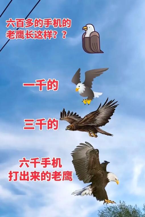 同一只老鹰，不同手机打开，画风完全不在一个维度
试过才知道，同样的老鹰素材，在不