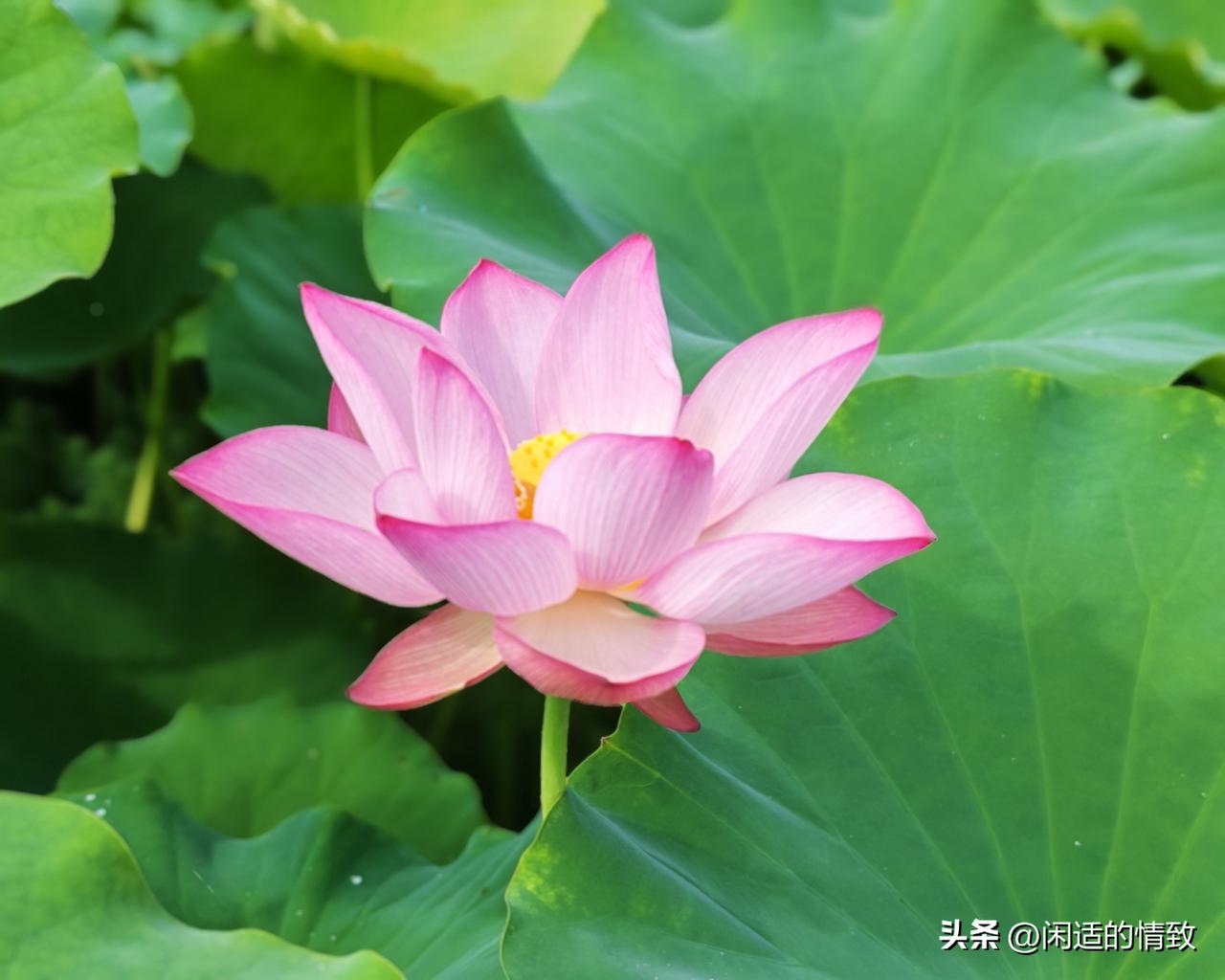 今天无雨，为了赶个凉快，很早就起来，驾车50来分钟来到流华湾。湾里好美，也好热闹