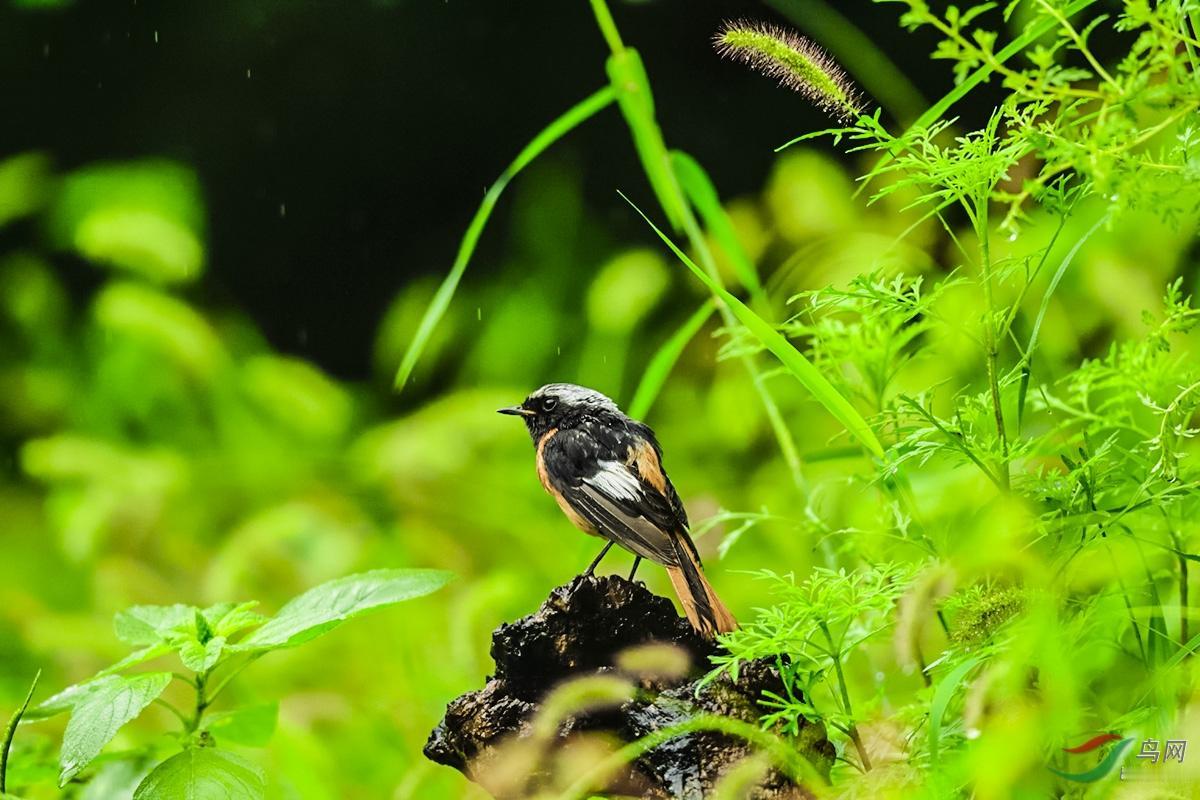 我撰写下联：今朝细雨柔风。