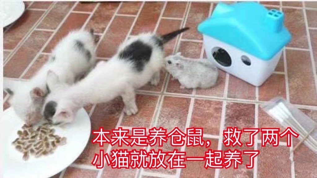 很庆幸可以一辈子为你们遮风挡雨！猫咪 深圳