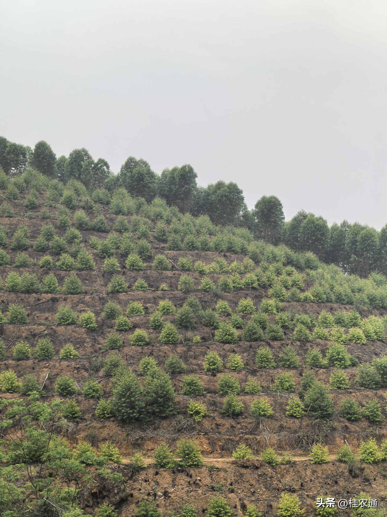 【为什么速生桉在广西种得那么多？】

在广西，不管走到哪里，所看到的山山岭岭几乎