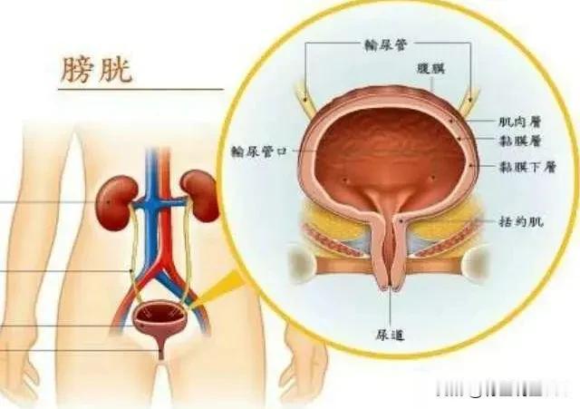 膀胱：身体里的“水液调节器”，中医这话道破它的关键作用
 
中医里有句话叫“膀胱