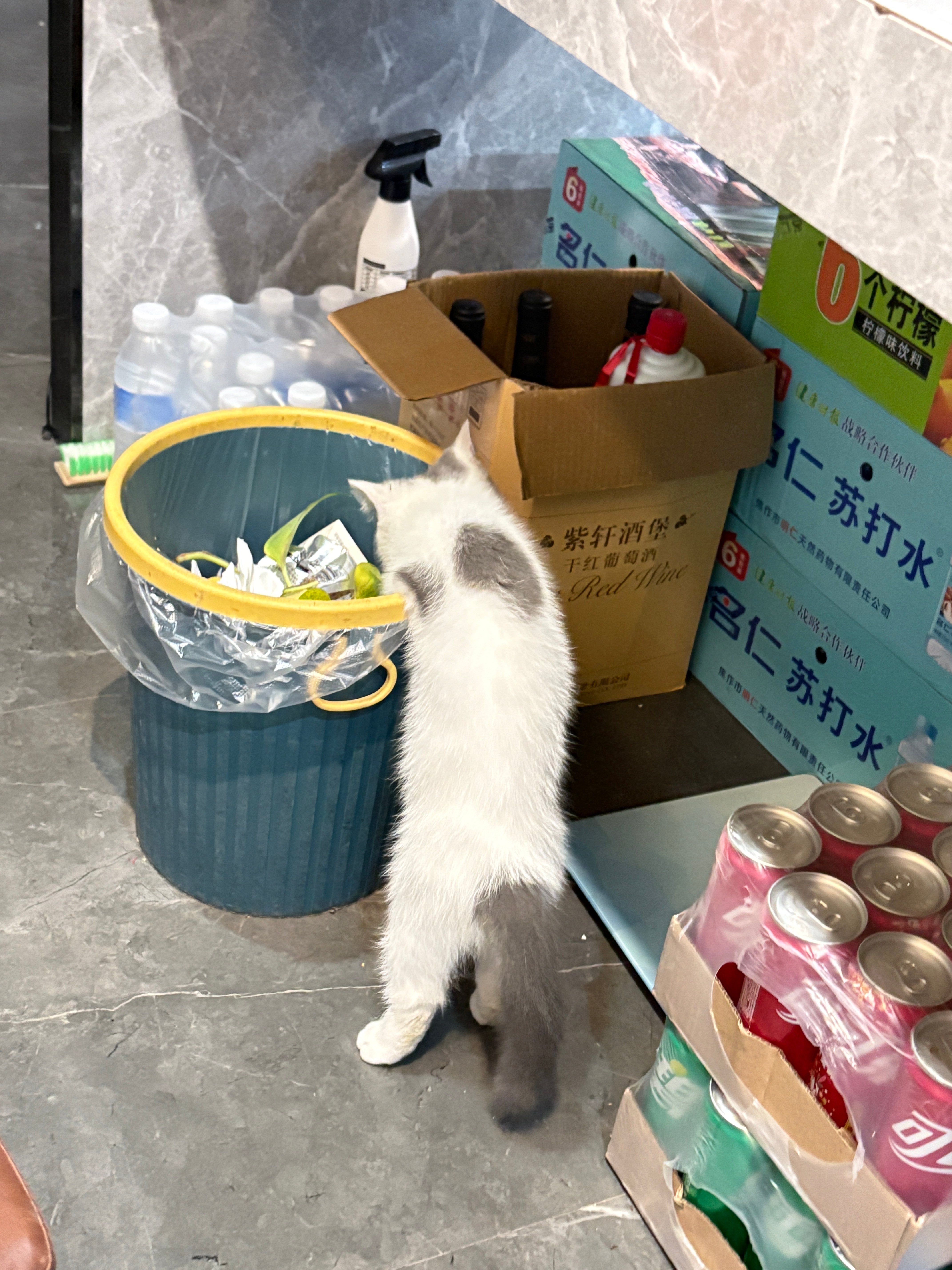 为什么小猫咪都喜欢去厕所和扒拉垃圾桶 