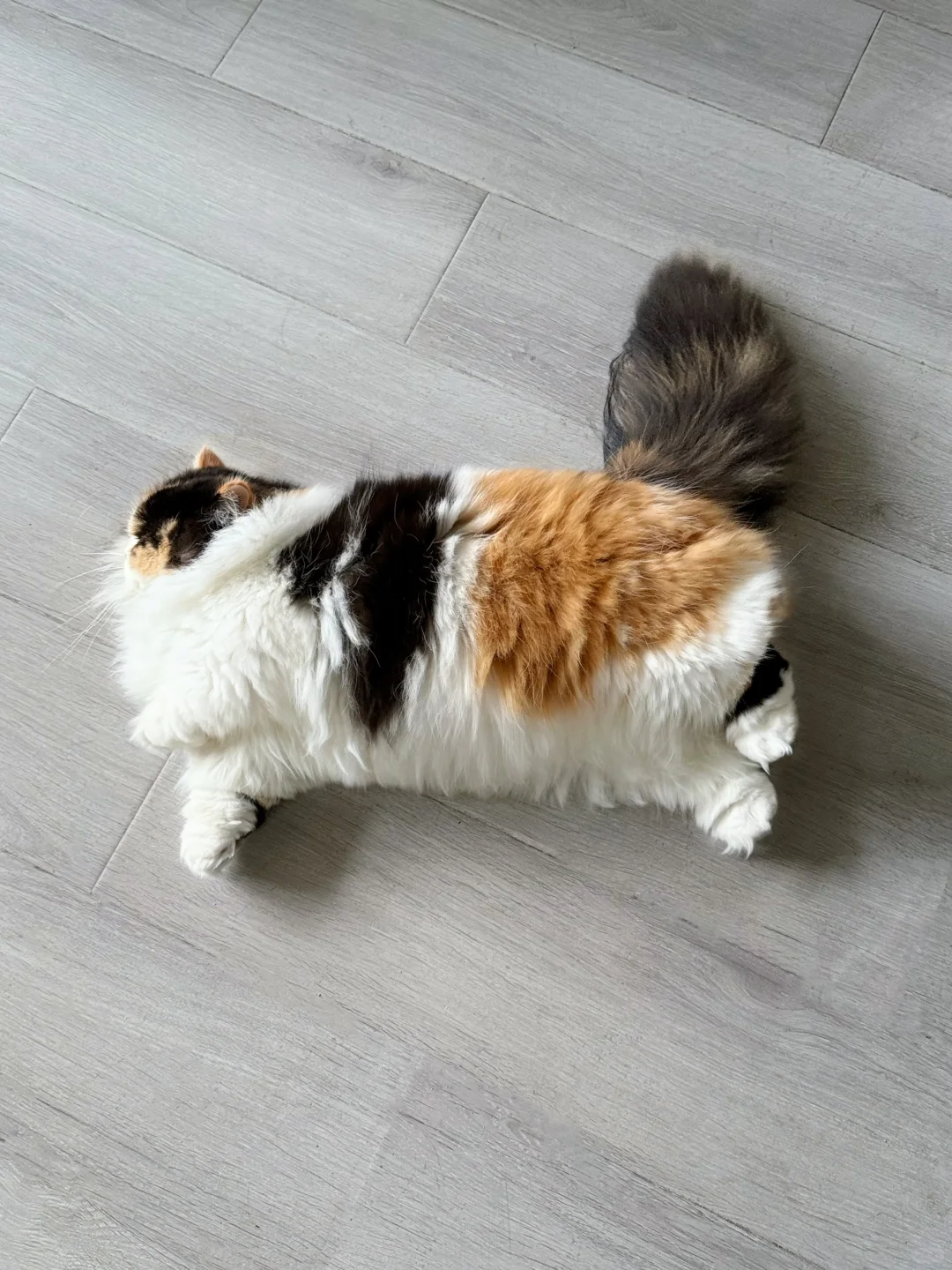 那些说我的猫没有腿的人，打脸了吧