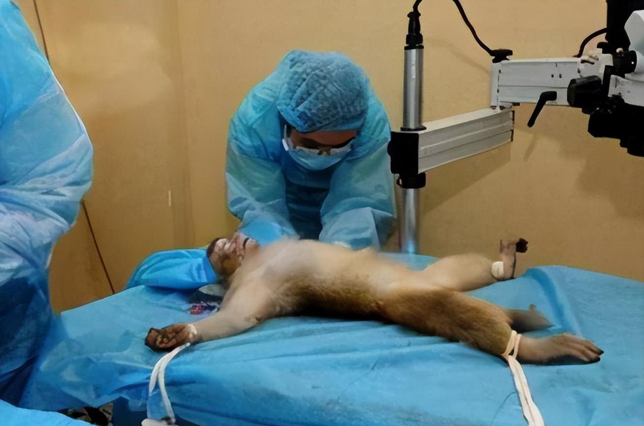 2016年1月21日，首例“猴子换头”手术在中国完成。手术将近用了18个小时，耗