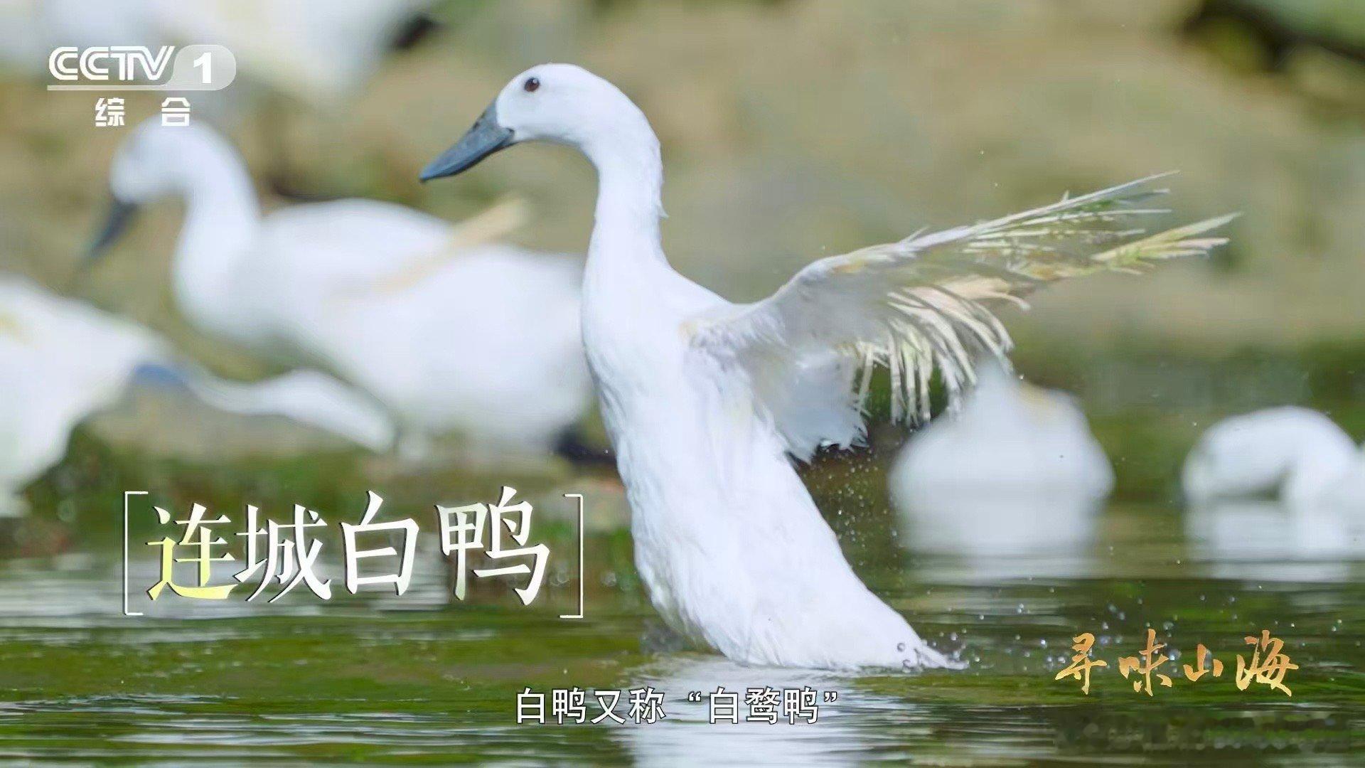 福建有种鸭越老越贵3招教你判断鸭子年龄 选购连城白鸭避坑指南！不看大小看年龄，越