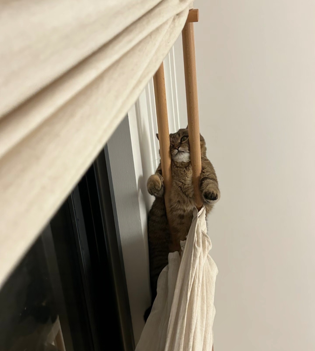 萌宠[超话] 没事就上窗帘杆，还蔑视我！ ​​​