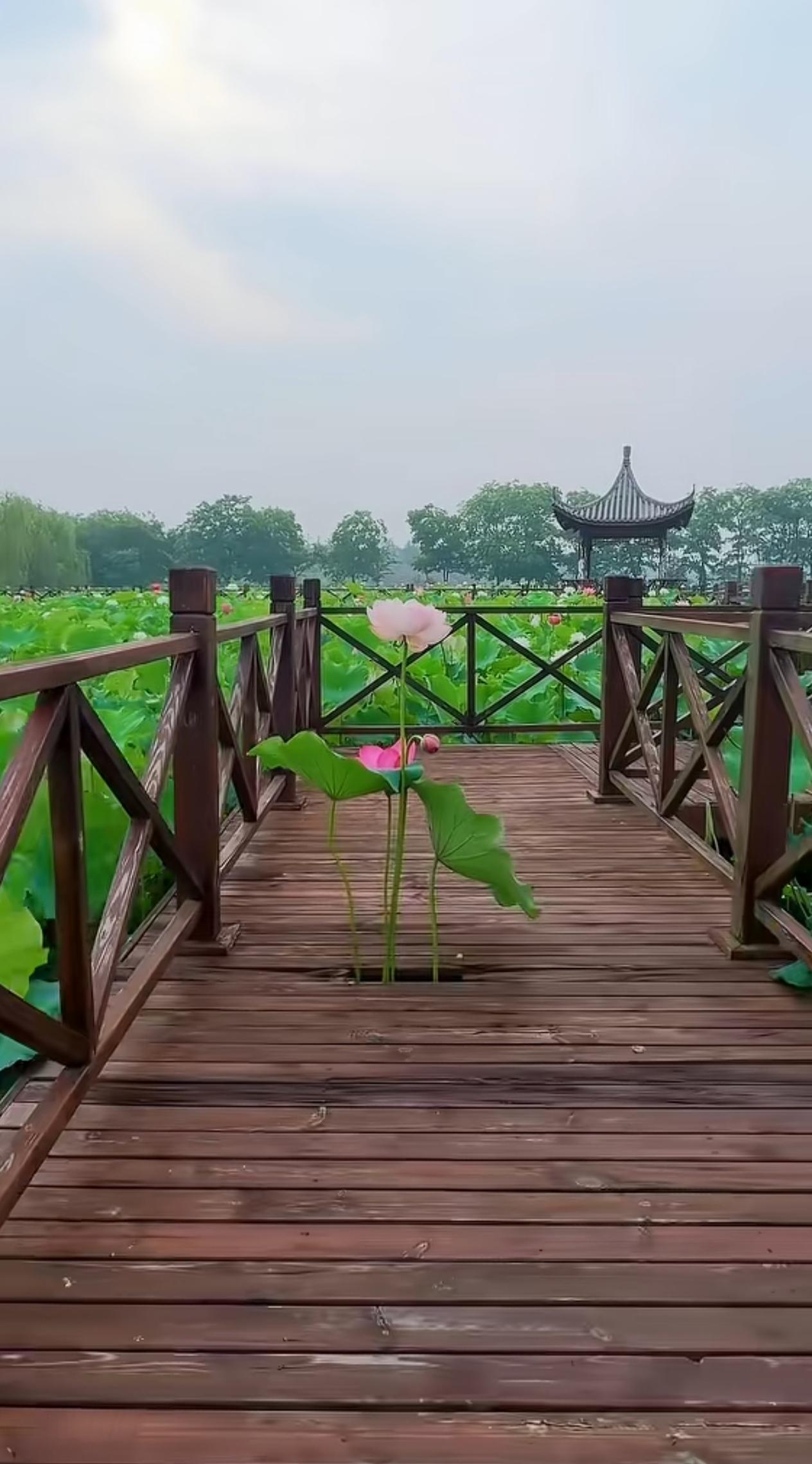 这算是一枝独秀吗？