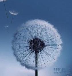 我26年前上网时曾用第一个图蒲公英做头像