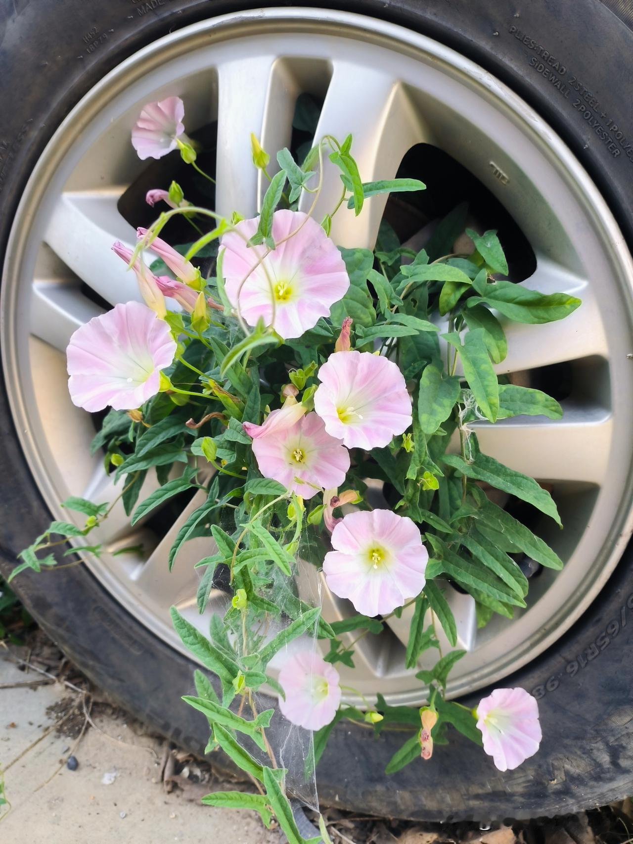昨日于路旁见一遗弃汽车，藤蔓环绕其轮，鲜花盛开其上。 
想这汽车，从前也是走过南
