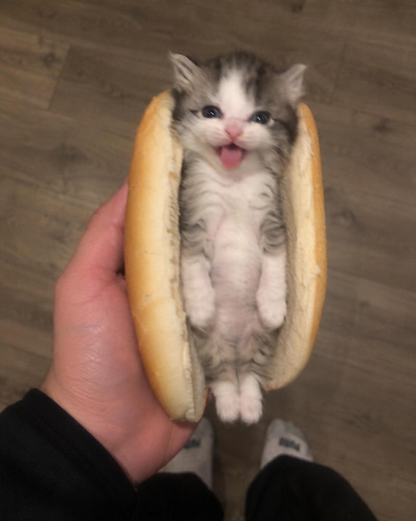 小猫咪头像分享★(=^𖥦^=) ​​​