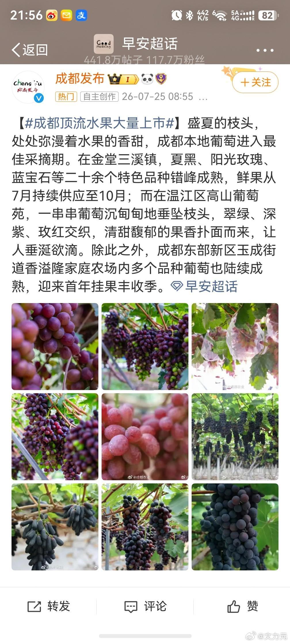 成都顶流水果大量上市，哦，原来是葡萄呀，我还以为是哈儿果呢。